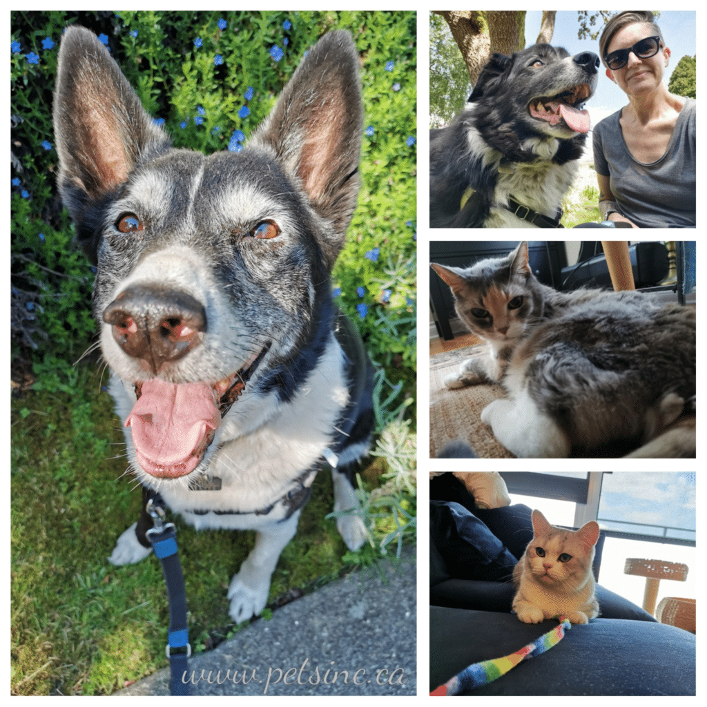 Cats and Dogs Pets Inc Vancouver